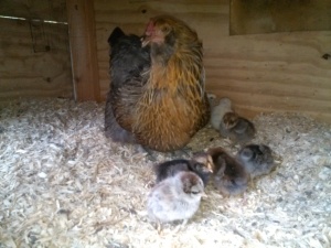 Gladys and the Chicks